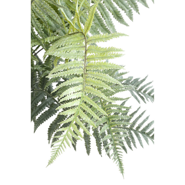 PTMD Fern Plant Moss Green fern bush Large L