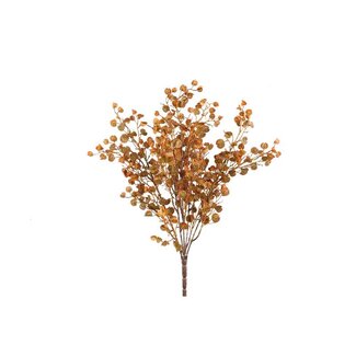 PTMD Leaves Plant Orange button leaves bush PTMD Leaves Plant Orange button leaves bush