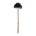 Colmore Flower Allium dark purple 29cm