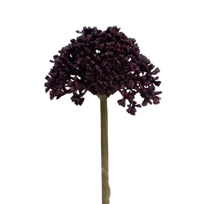 Colmore Flower Allium dark purple 29cm