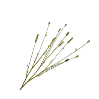 Silk-Ka PIMPERNEL TAK GROEN 84 cm