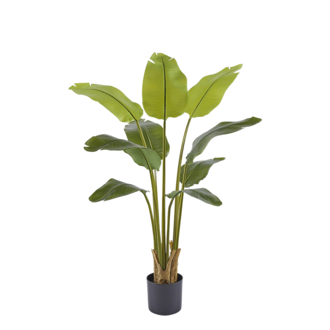 EDG Bananenplant met zwarte pot 120 cm
