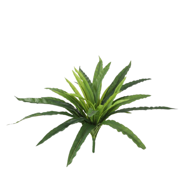 Asplenium Fern Bush 52cm UV