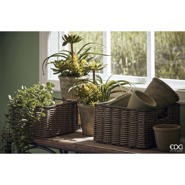 EDG Eucalyptus Bush – 105 cm