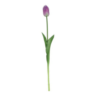 Tulp paars/wit 47cm