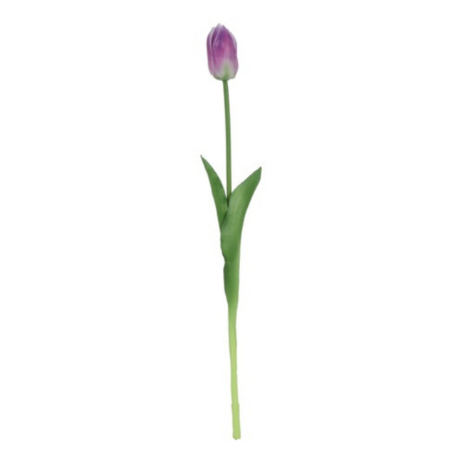 Tulp paars/wit 47cm
