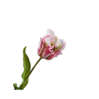 Silk-Ka TULP STEEL ROOD CREME RT 50 cm