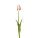 Losse Tulp – Roze / Fuchsia
