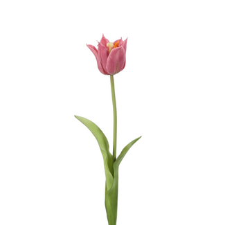 Losse Tulp – Single Crown Tulip 49 cm