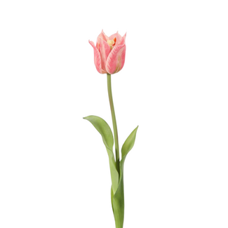 Losse Tulp – Single Crown Tulip 49 cm