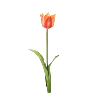 Losse Tulp – Single Crown Tulip 49 cm