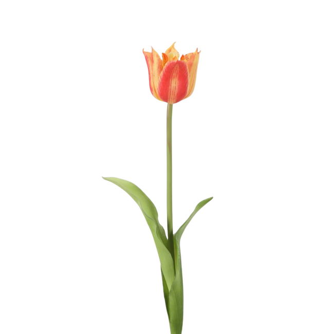 Losse Tulp – Single Crown Tulip 49 cm