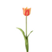 Losse Tulp – Single Crown Tulip 49 cm