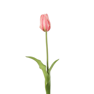 Single Tulip 50cm Roze / Fuchsia
