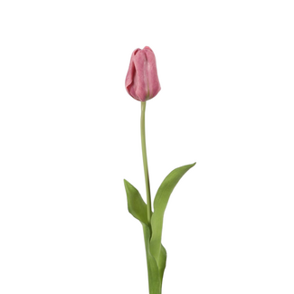 Single Tulip 50cm Lila / Paars / Lavendel