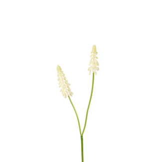 Muscari wit 45 cm