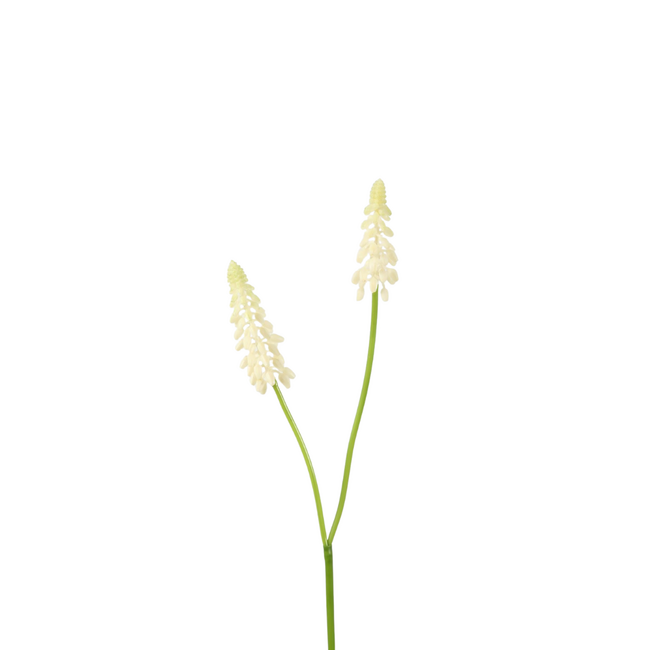 Muscari wit 45 cm