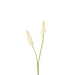 Muscari wit 45 cm