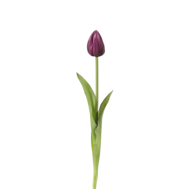 Single Tulip 46cm Paars