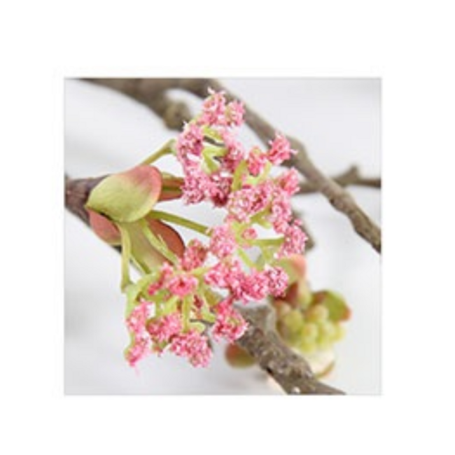 Esdoorn fruit tak Quince L Roze