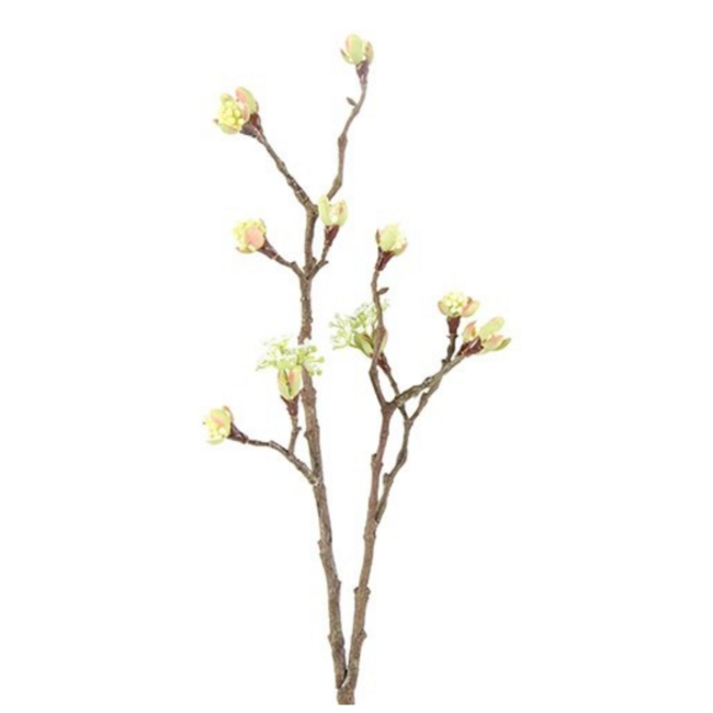 Esdoorn fruit tak Quince S Wit