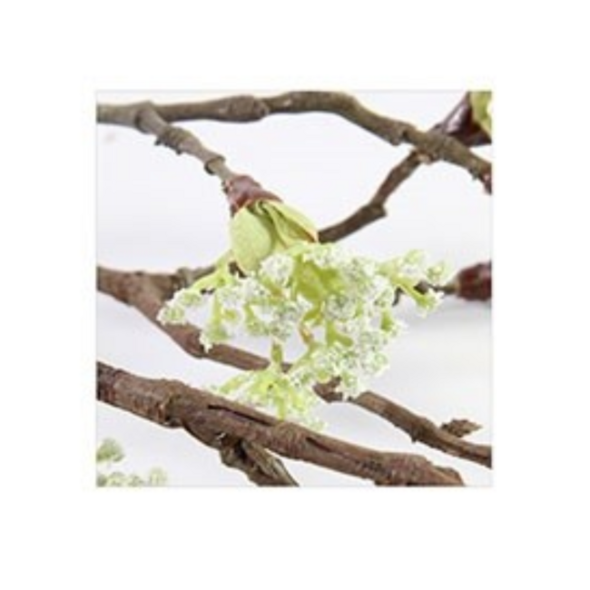 Esdoorn fruit tak Quince S Wit