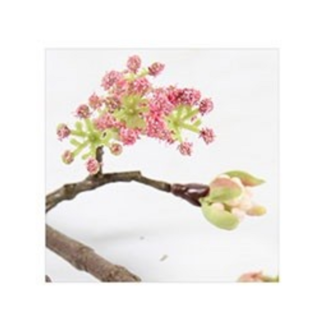 Esdoorn fruit tak Quince S Roze