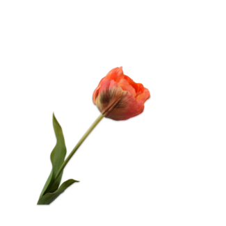 Silk-Ka TULP STEEL ORANJE 66 cm