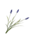 Silk-Ka BLAUWE DRUIF TAK PAARS 73 cm