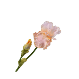 Silk-Ka IRIS TAK PERZIK 79 cm