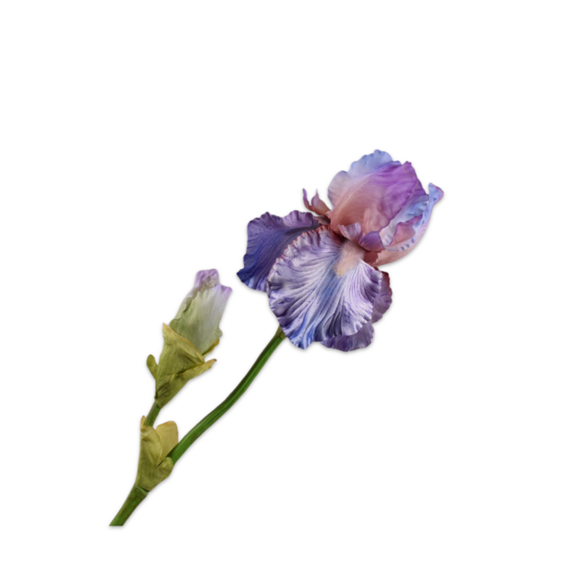 Silk-Ka IRIS TAK PRS/BL 79 cm