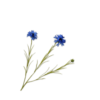 Silk-Ka KORENBLOEM TAK BLAUW 65 cm