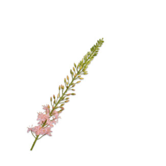 Silk-Ka EREMURUS STEEL ROZE LT 107 cm