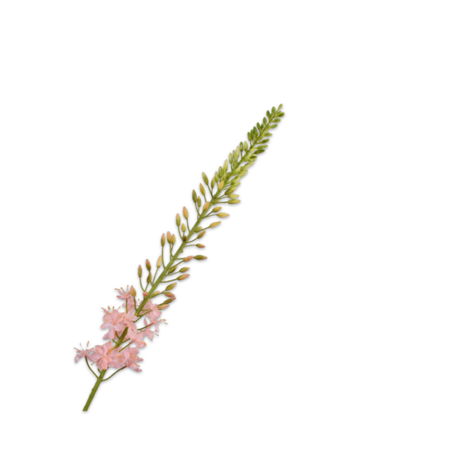 Silk-Ka EREMURUS STEEL ROZE LT 107 cm