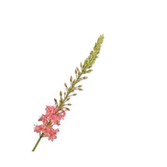 Silk-Ka EREMURUS STEEL ROZE 107 cm