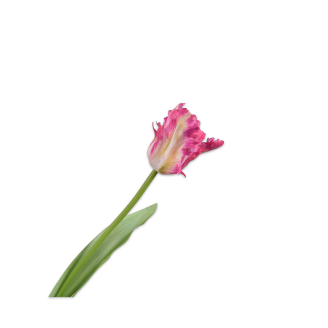 Silk-Ka TULP STEEL BEAUTY RT 61 cm