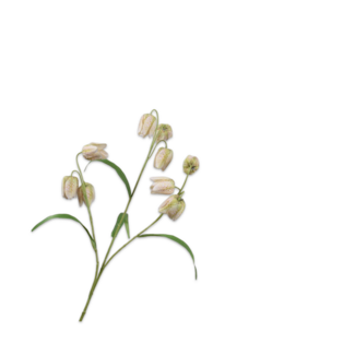 Silk-Ka FRITILLARIA TAK CR/GRN 70 cm