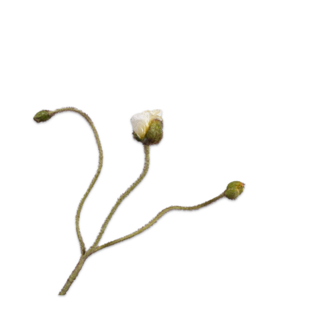 Silk-Ka KLAPROOS STEEL GEEL LT 82 cm