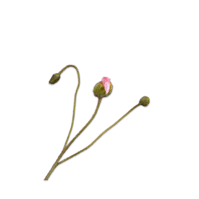 Silk-Ka KLAPROOS STEEL ROZE 82 cm