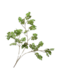 Silk-Ka BLADTAK GROEN 103 cm