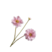 Silk-Ka DAHLIA TAK ROZE 75 cm