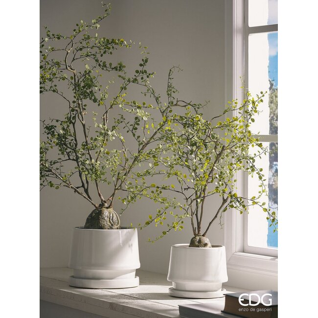 EDG Muehlenbeckia met pot H.86