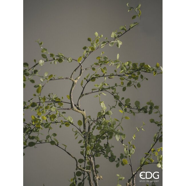 EDG Muehlenbeckia met pot H.86