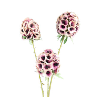 PTMD Garden Flower Pink scabiosa spray