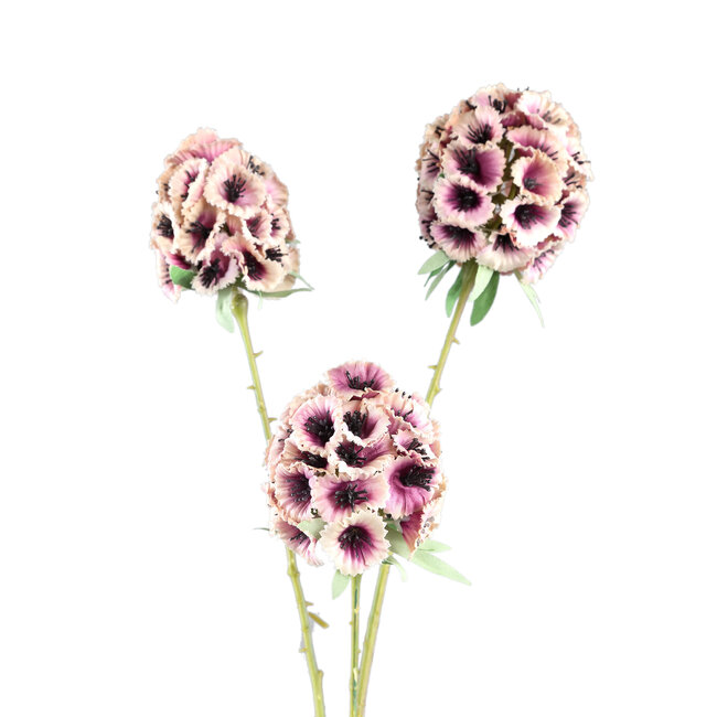 PTMD Garden Flower Pink scabiosa spray