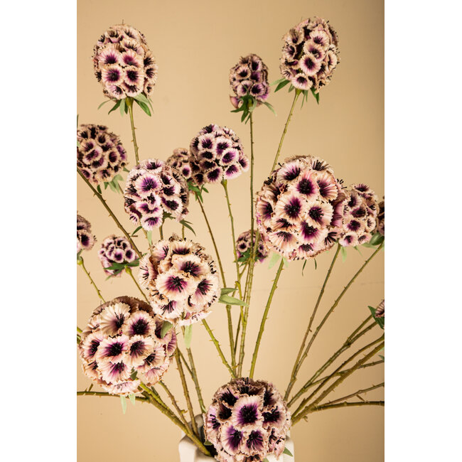 PTMD Garden Flower Pink scabiosa spray