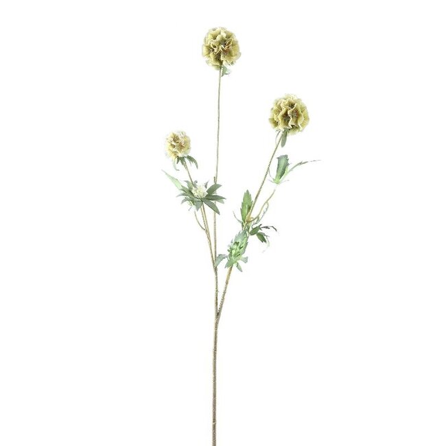 PTMD Garden Flower Green scabiosa spray