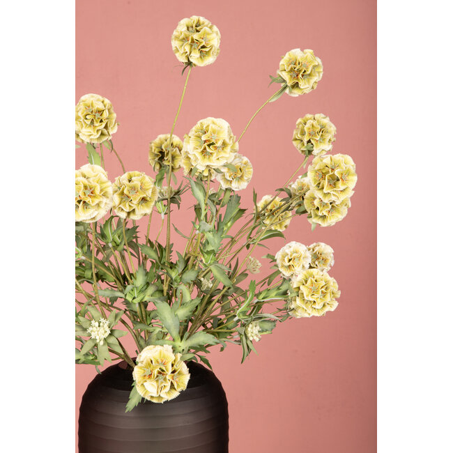 PTMD Garden Flower Green scabiosa spray