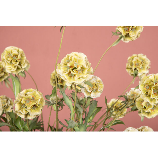 PTMD Garden Flower Green scabiosa spray