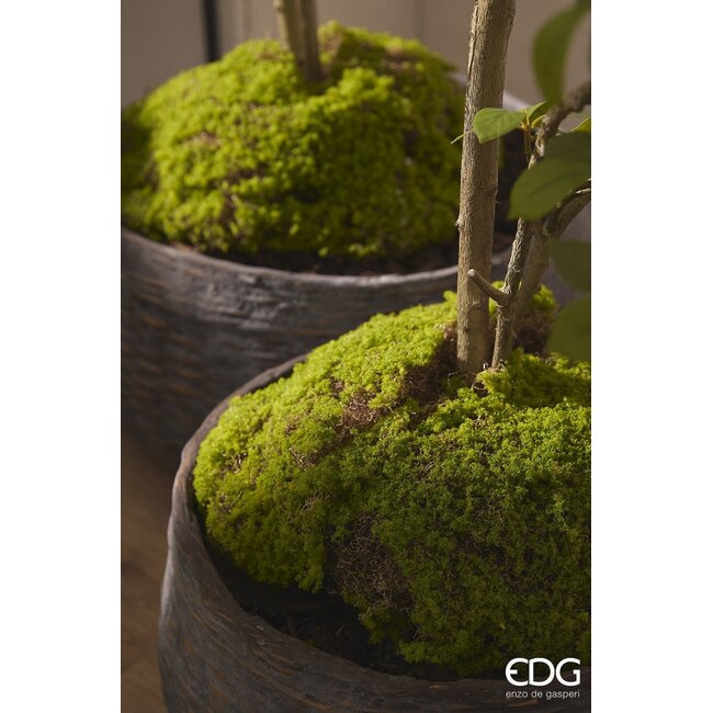 EDG MOS PLAG GROEN 26x16x11cm